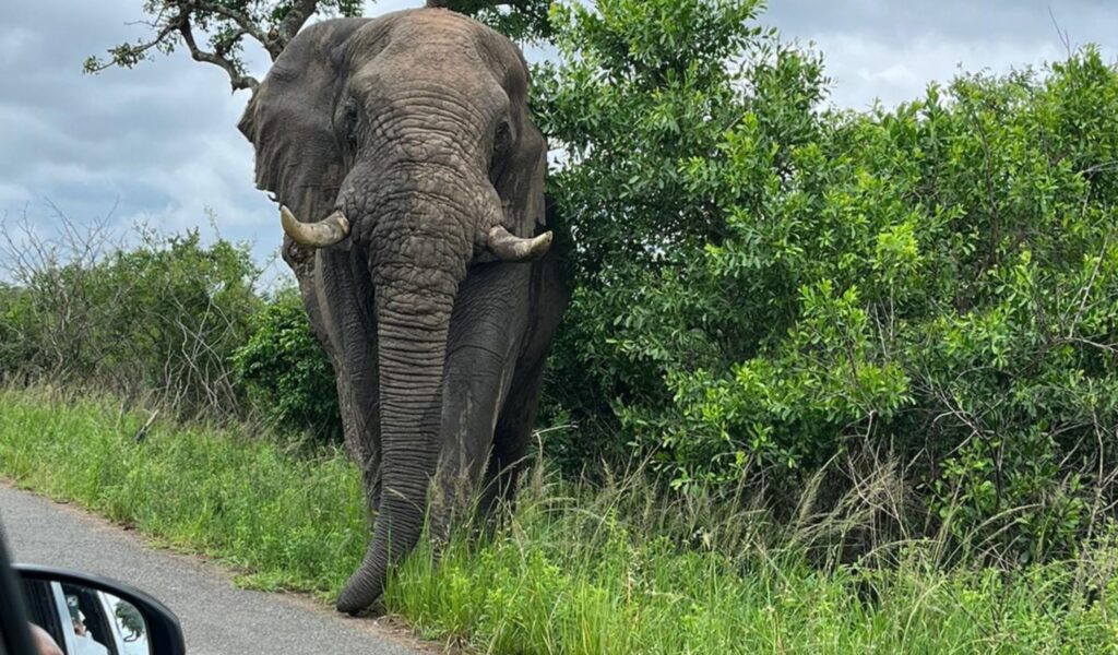 A large African elephant with prominent tusks walks along the edge of a paved road, framed by lush green bushes. The side-view mirror of a car is visible in the bottom left corner, capturing a thrilling "up-close" moment from a guided safari.