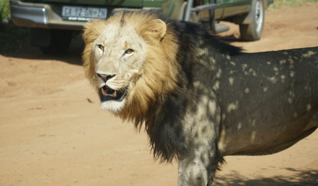 A close-up of a majestic male lion with a thick, dark-tipped mane standing on a dirt road. In the background, the front of a green safari vehicle is visible, highlighting the proximity of wildlife encounters.