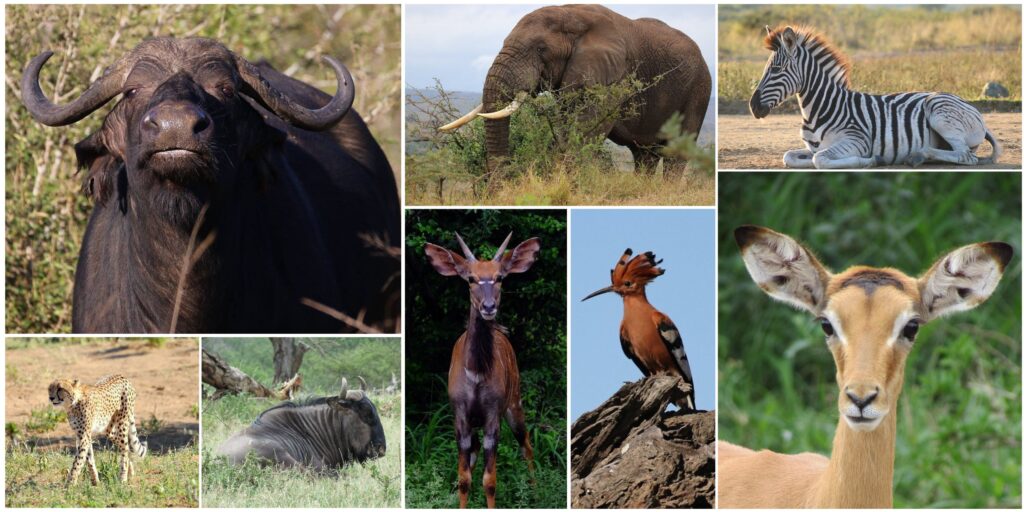 A wildlife photo collage featuring diverse species from a Hluhluwe-iMfolozi accessible safari, including a Cape buffalo, African elephant, zebra, cheetah, blue wildebeest, nyala antelope, hoopo bird, and impala.