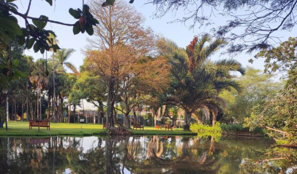 A tranquil scene at the Durban Botanic Gardens featuring lush green lawns, tall palm trees, and colorful foliage reflected in a calm pond under clear skies, with wooden benches placed for visitors to relax.