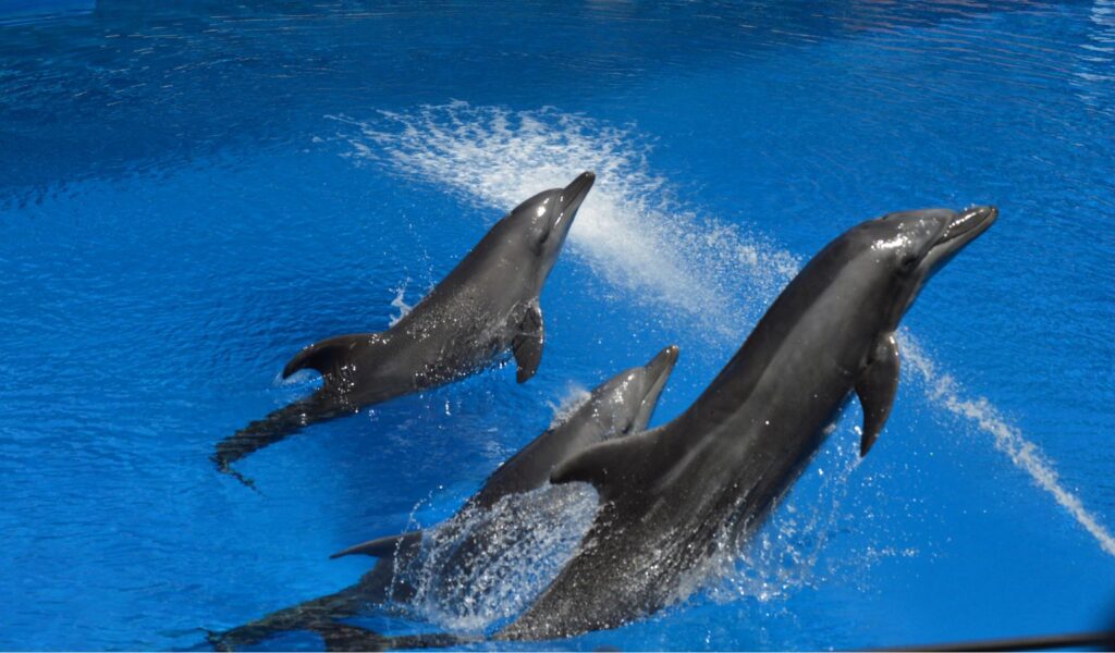 Three dolphins leap gracefully out of a bright blue pool at uShaka Marine World, creating splashes as they perform in unison during a marine show.