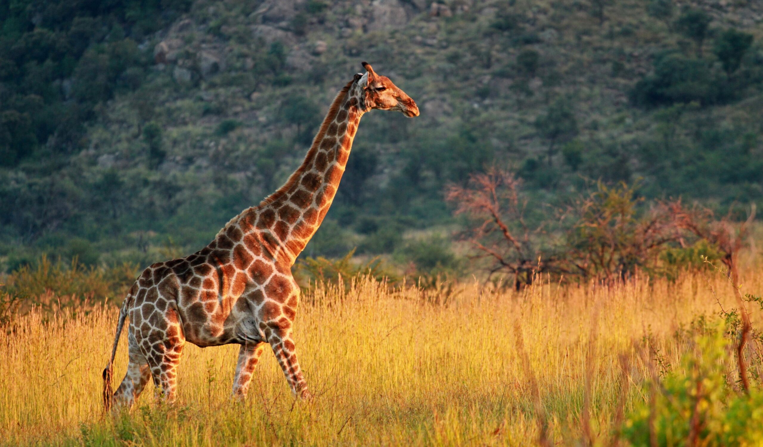 Giraffe moving through tall grass.