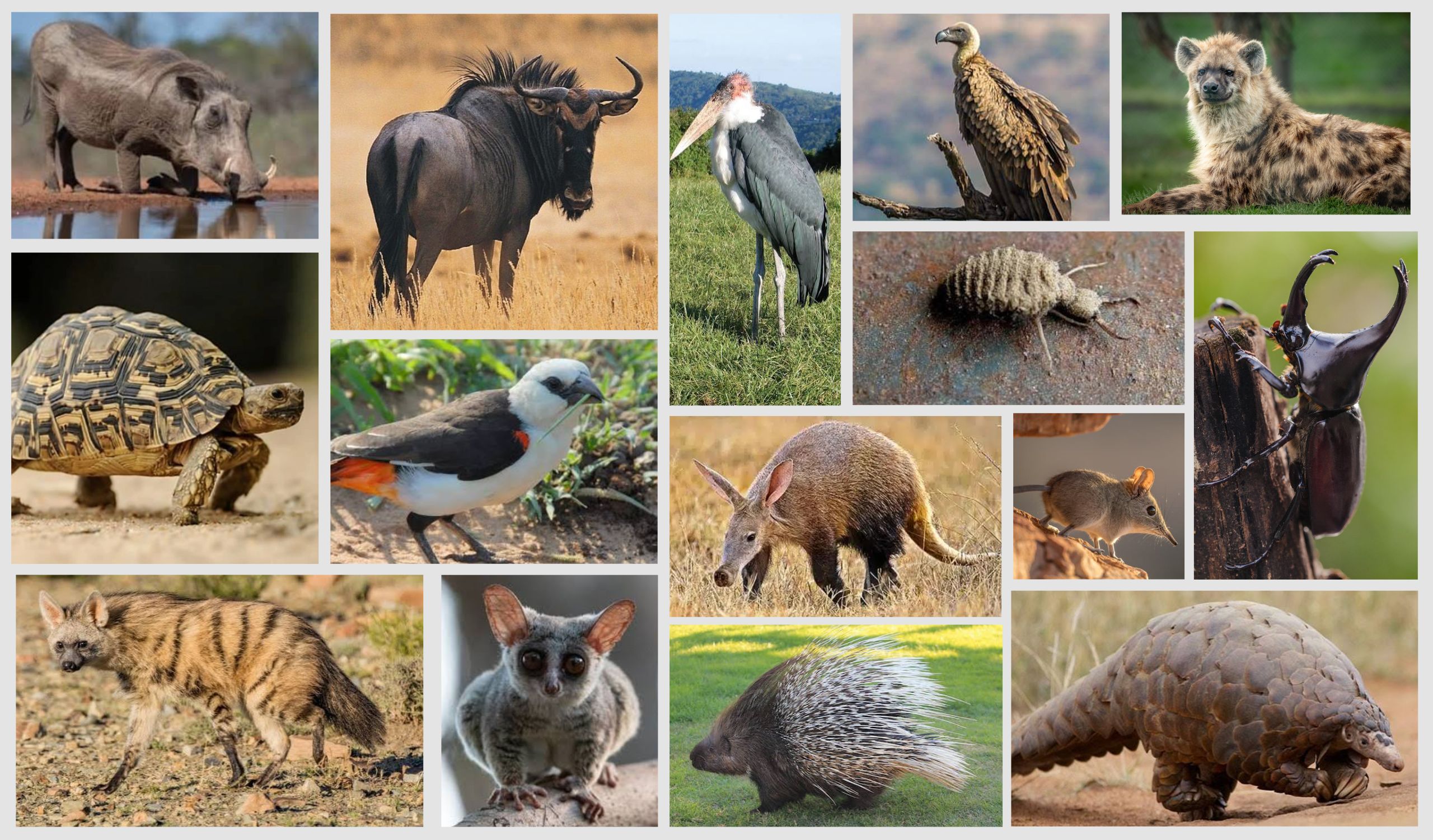A collage of all 15 animals to be described on the text of this article. The groups of animals known as the Little 5, Ugly 5 and Shy 5.