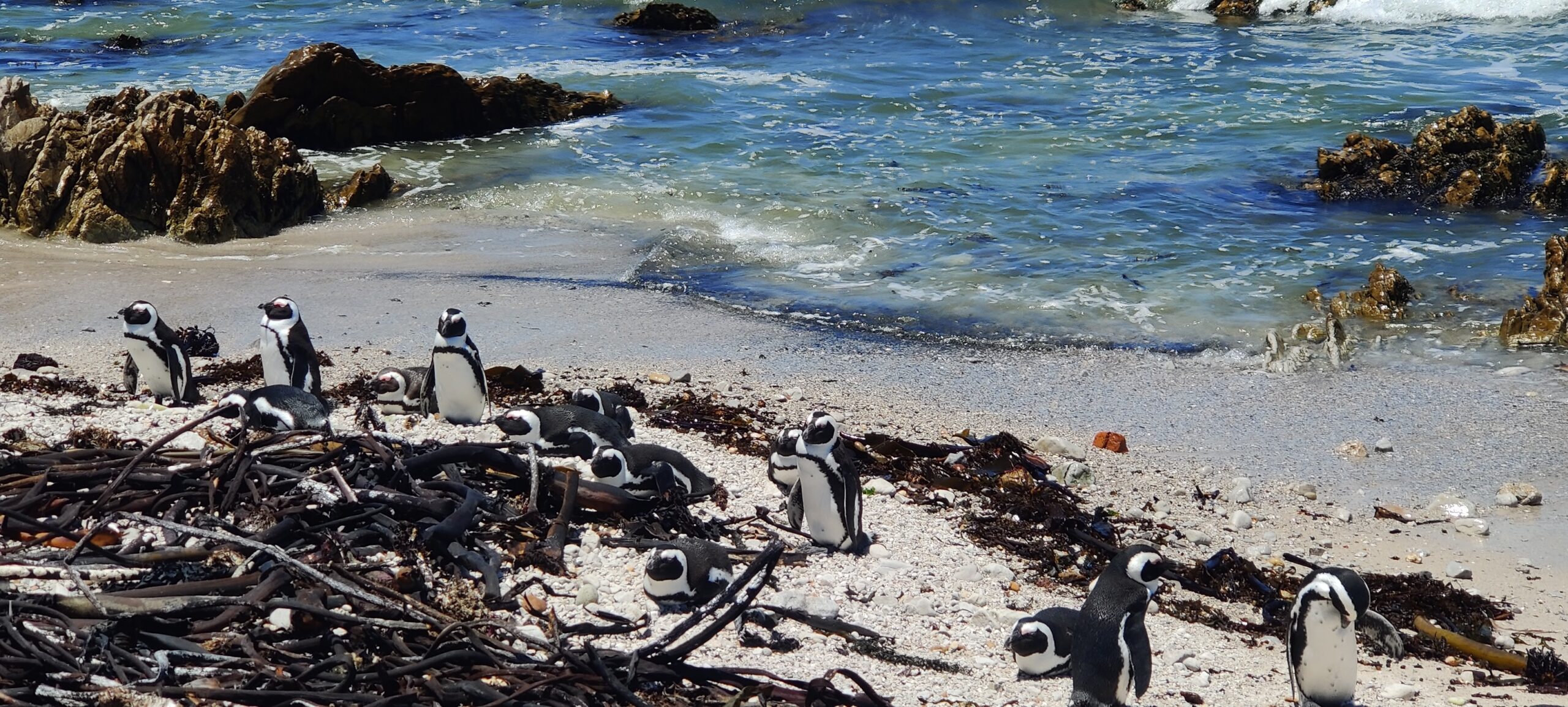 African penguin colony at Boulders Beach