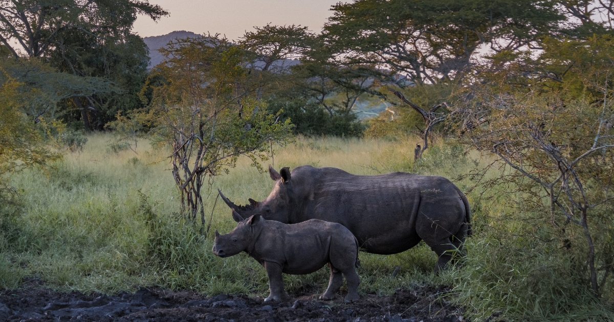 A white rhino cow and her calf standing in golden-hour light in KwaZulu-Natal bushveld, surrounded by tall grass and acacia trees with hills visible in the background.