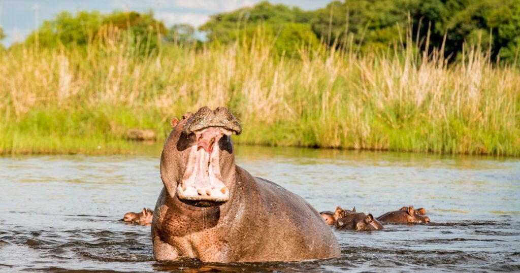 An open-mouthed hippo swimming in a river. 